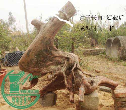 laochen 1.jpg