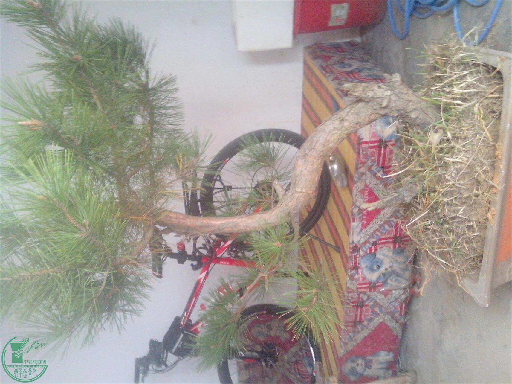 IMG20141119004.jpg