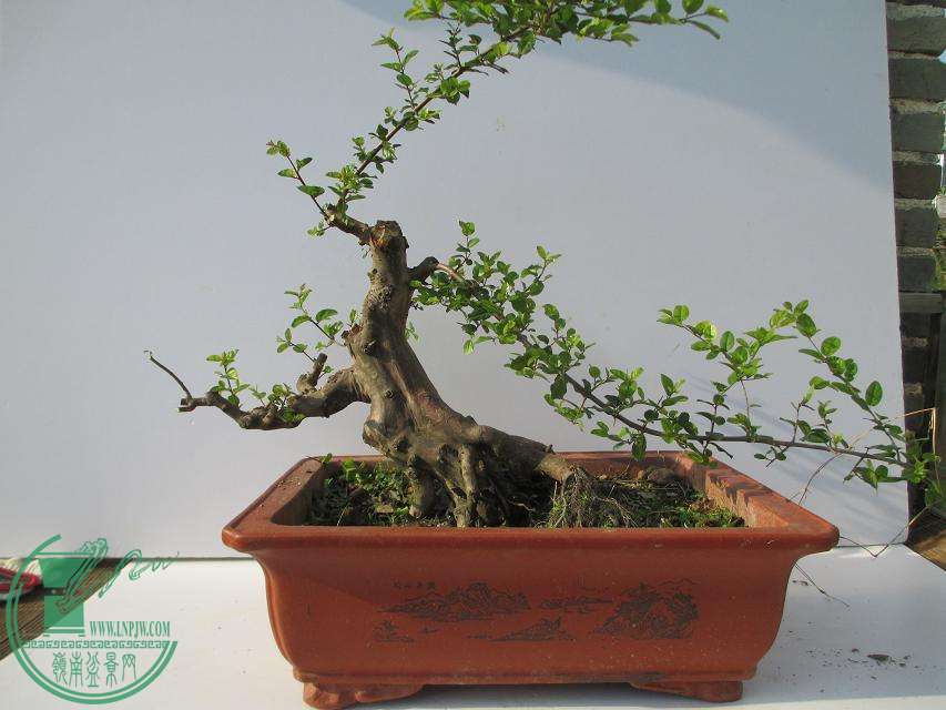 psb (1).jpg