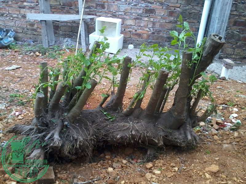 2015-03-07 17.53.48.jpg