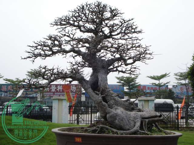 DSC02355.JPG