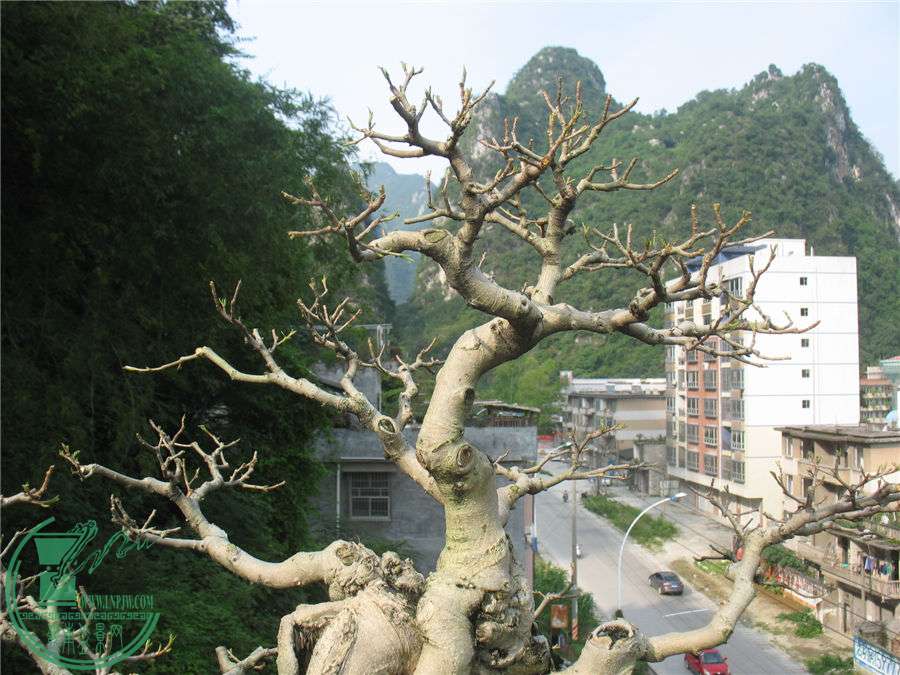 IMG_1899.jpg