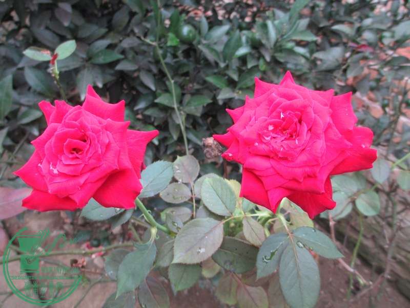 IMG_0077.JPG