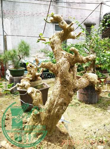IMG_20150916_132141.jpg