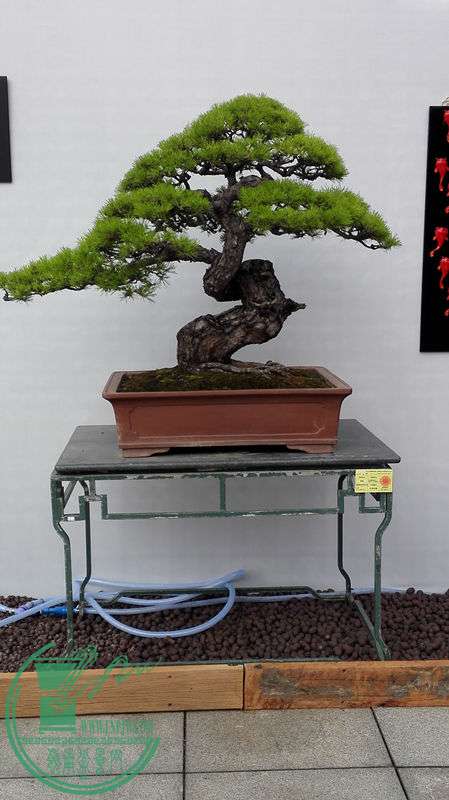 IMG_20150918_093107_.jpg