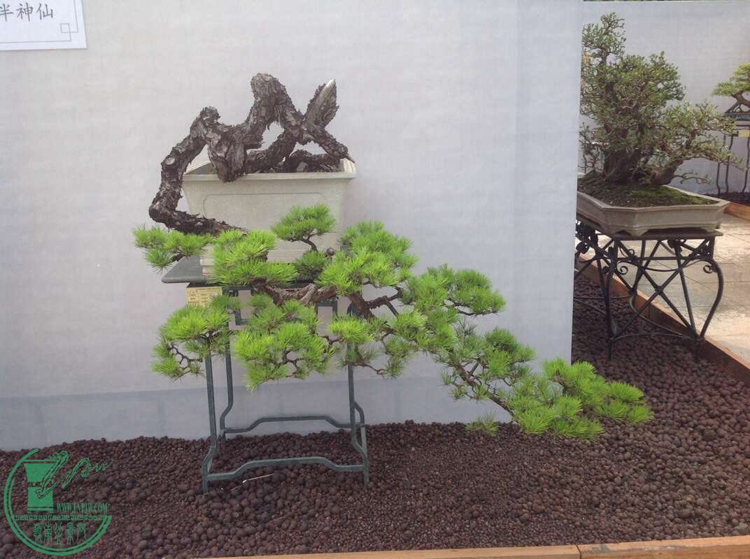 image.jpg