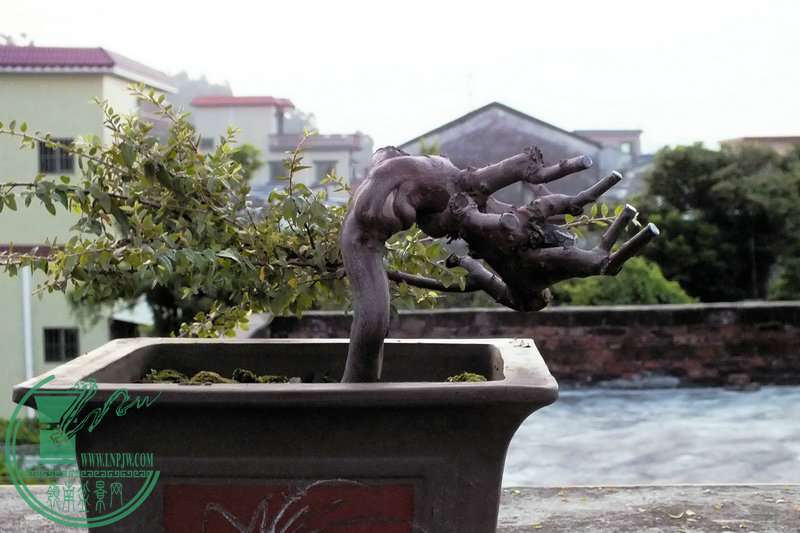 DSCF2328.JPG