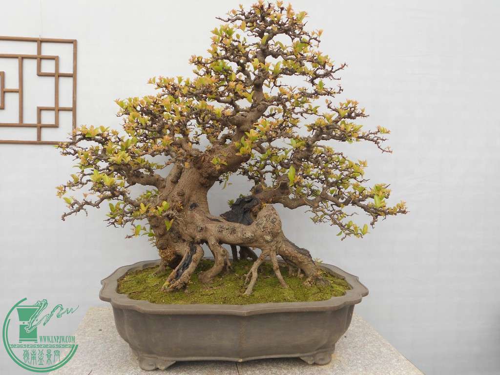 DSCN1506.JPG