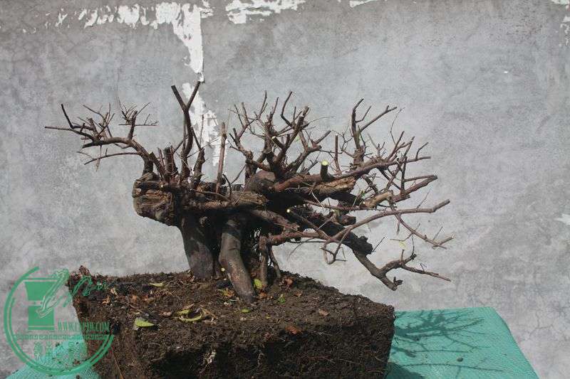 Ƭ20131026ۺ 3864.jpg