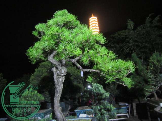 IMG_9895.JPG