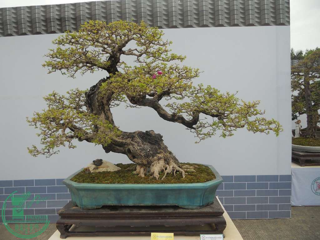 DSCN0947.JPG