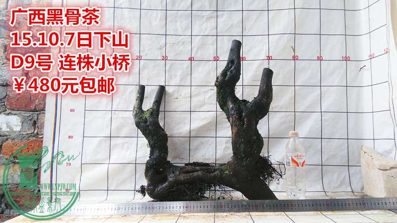 IMG_20151007_150306_.jpg