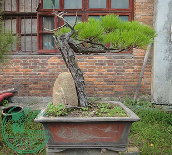 DSC03255.jpg