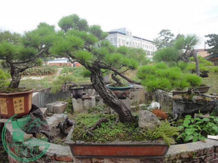 DSC03259.jpg