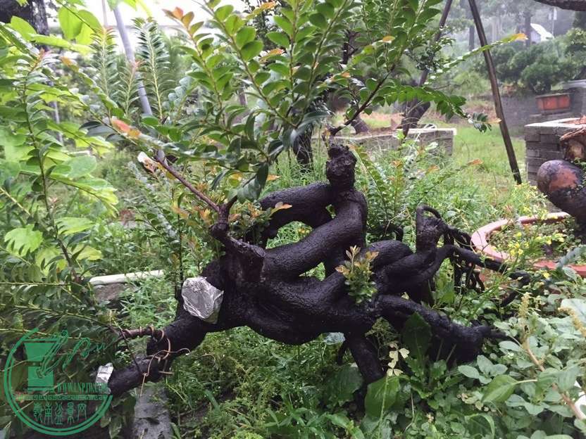 image.jpg