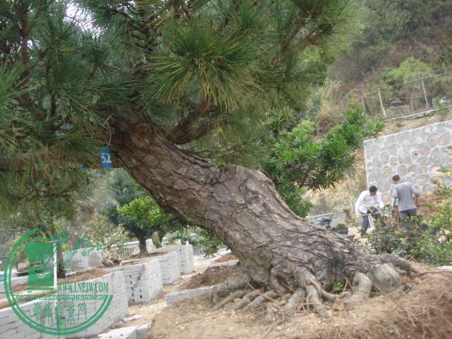 DSC01622.JPG