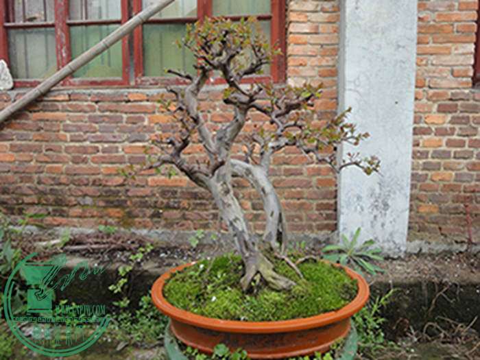 DSC03012.jpg