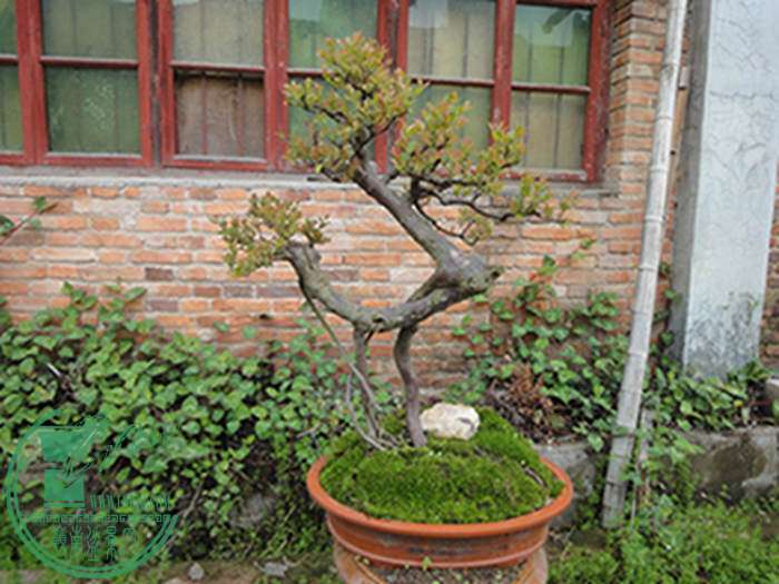 DSC03019.jpg