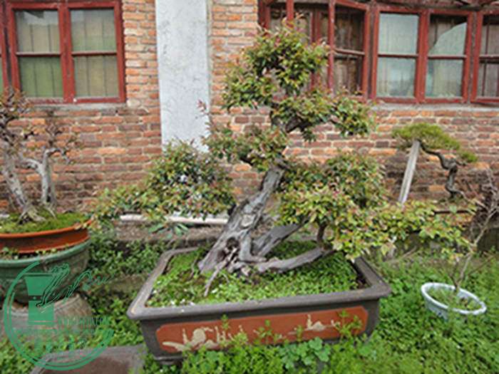 DSC03052.jpg