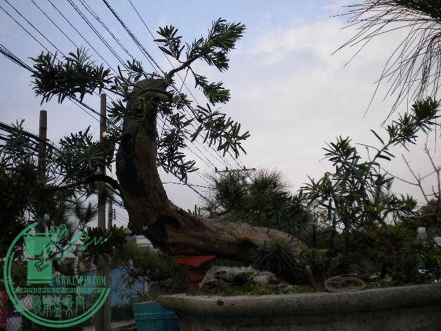 DSCN7727.JPG