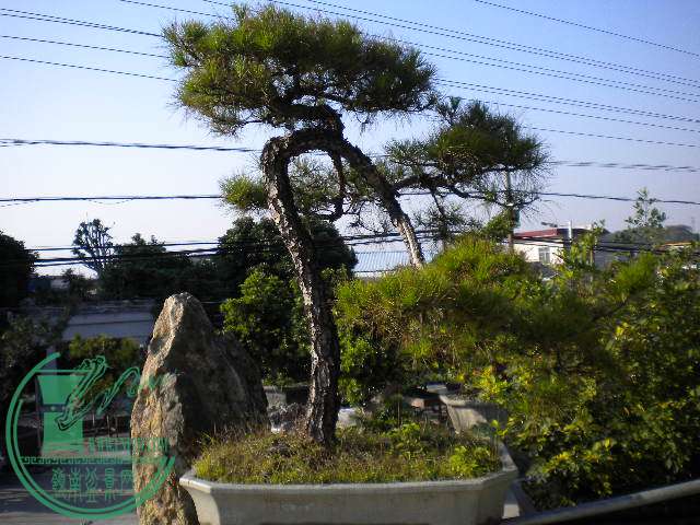 DSCN7538.JPG