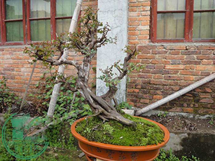 DSC03017.jpg
