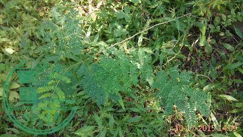 IMG_20151017_140907.jpg