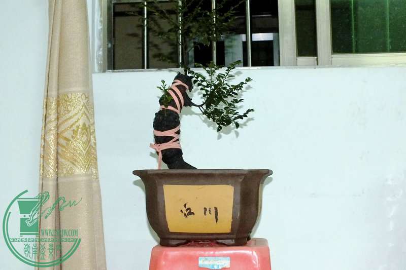 DSCF2374.JPG