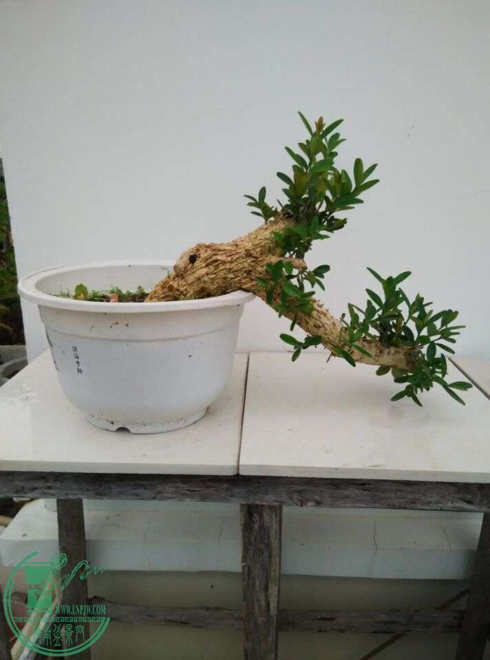 5a.jpg