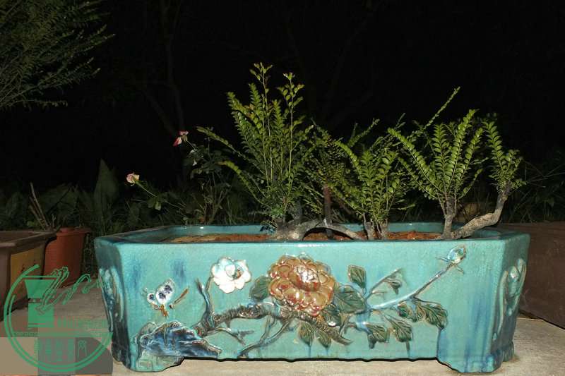 DSCF2379.JPG