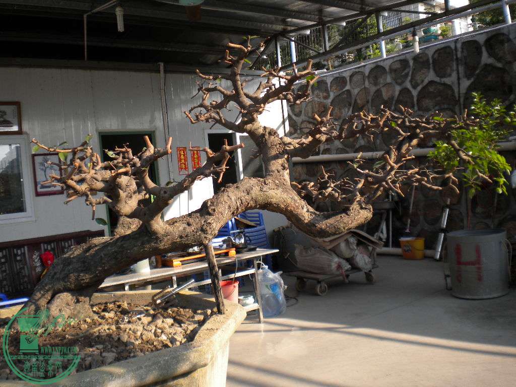 DSCN8587.JPG