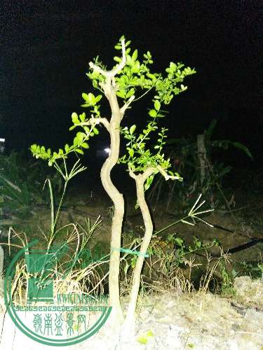 IMG20151021201247.jpg