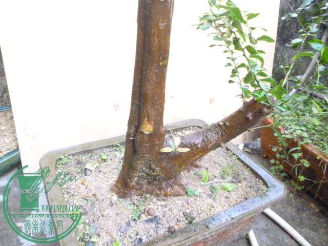 P1150030.JPG
