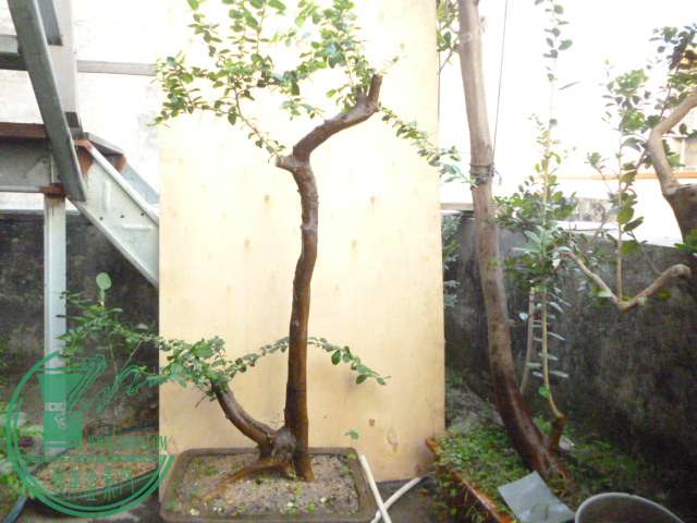 P1150025.JPG