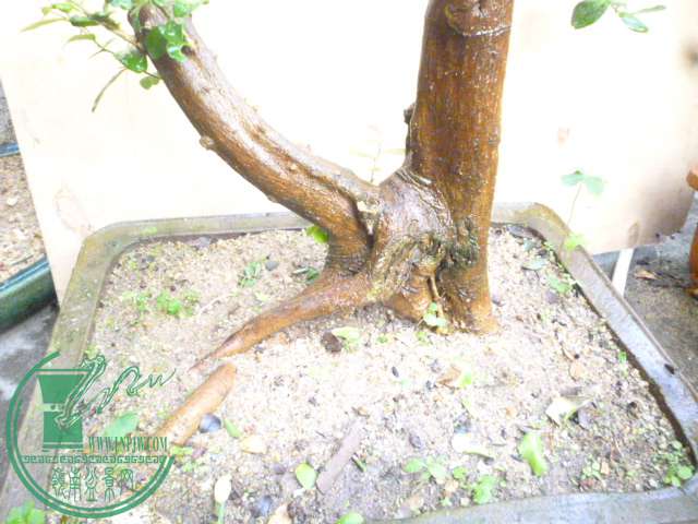 P1150026.JPG