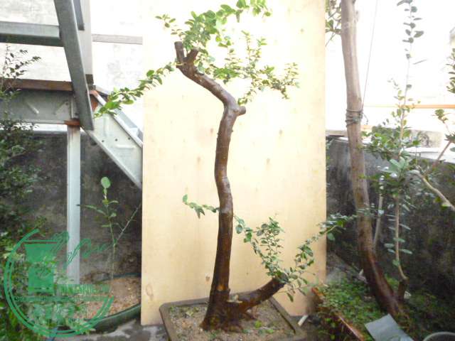 P1150029.JPG