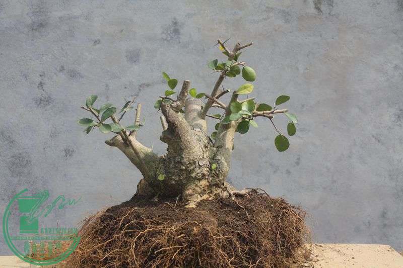Ƭ20131026ۺ 3908.jpg