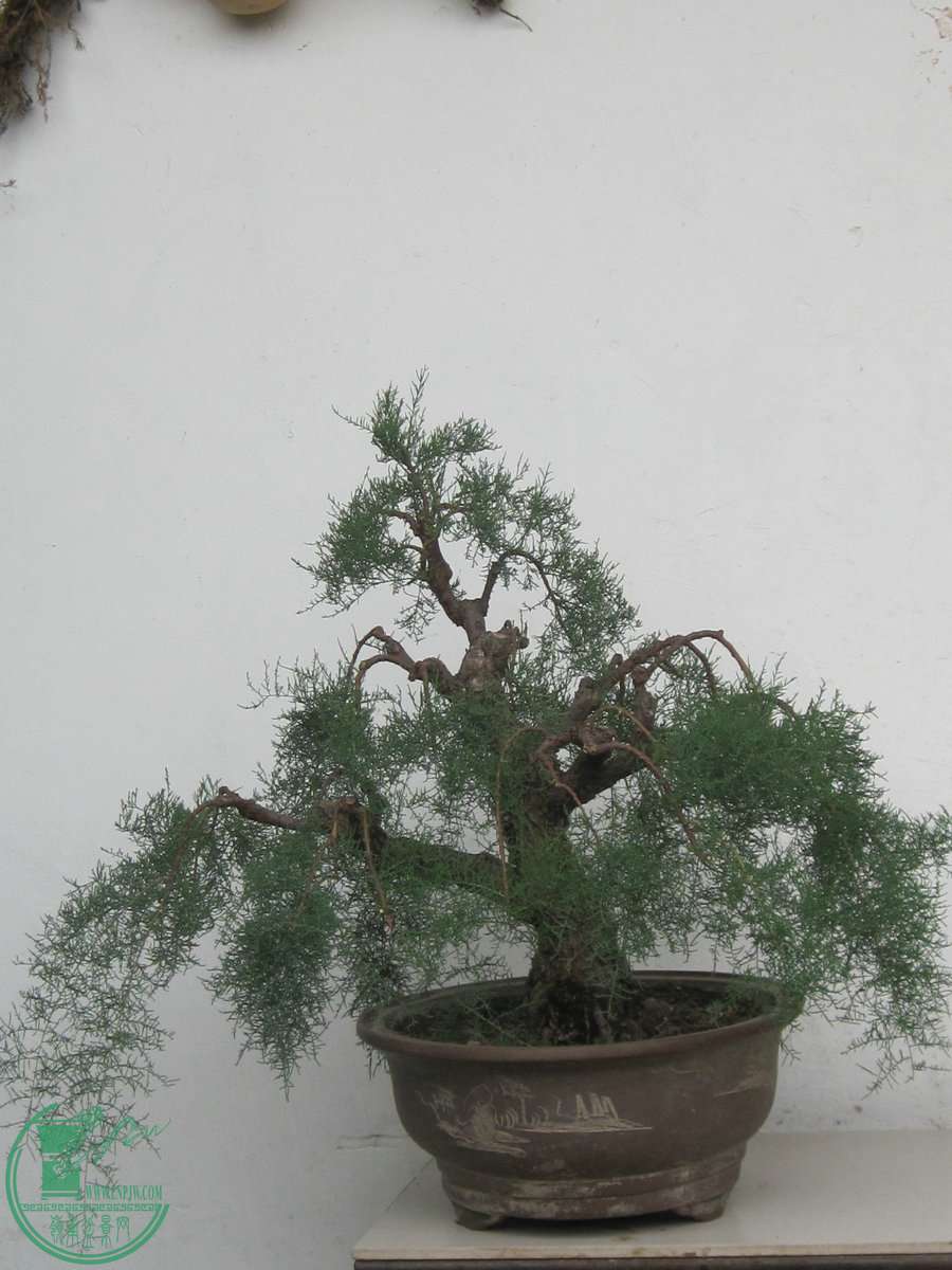 IMG_1610.jpg