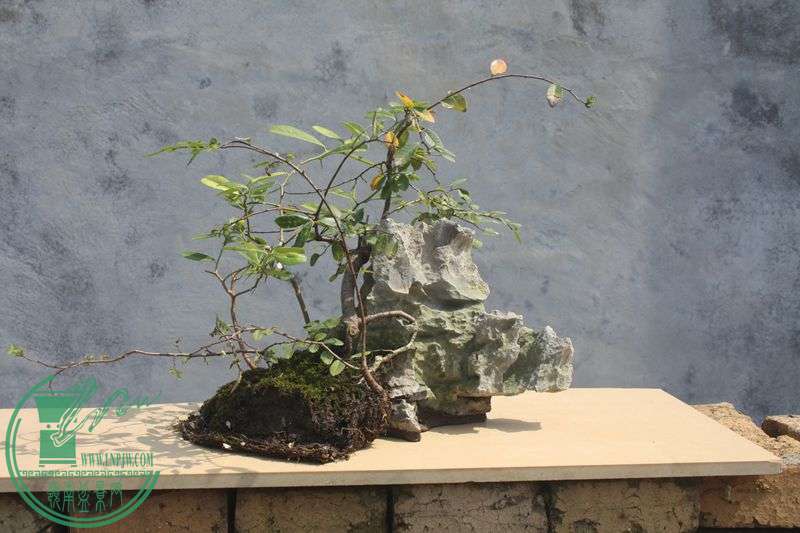 Ƭ20131026ۺ 3894.jpg