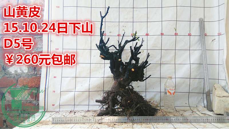 IMG_20151024_140554_.jpg
