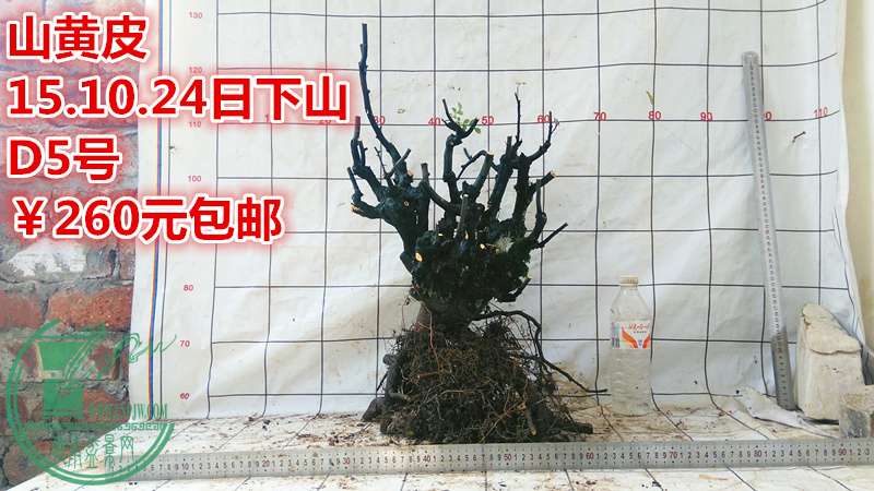 IMG_20151024_140745_.jpg