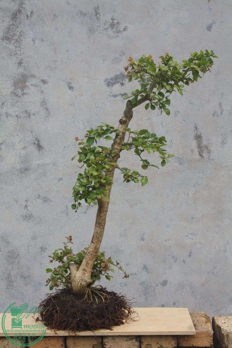 Ƭ20131026ۺ 3930.jpg