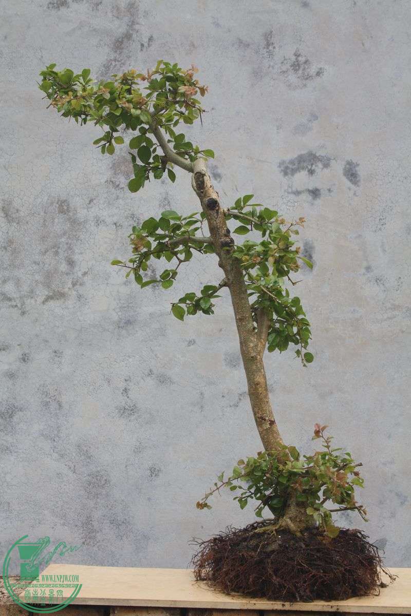 Ƭ20131026ۺ 3934.jpg