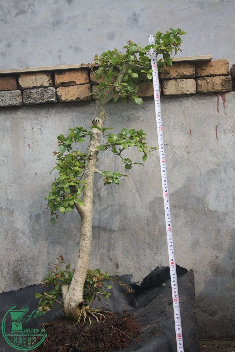 Ƭ20131026ۺ 3943.jpg