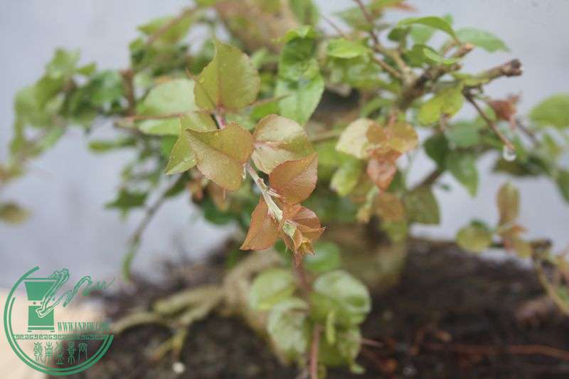 Ƭ20131026ۺ 3935.jpg