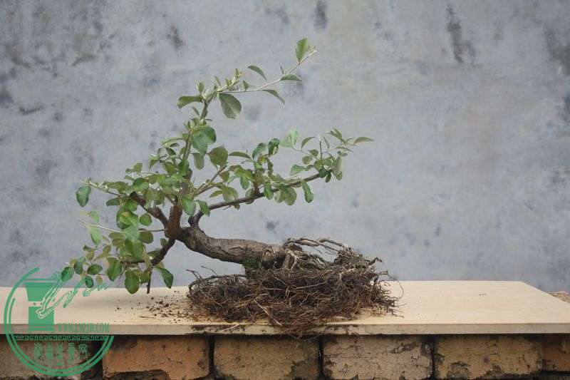 Ƭ20131026ۺ 3945.jpg