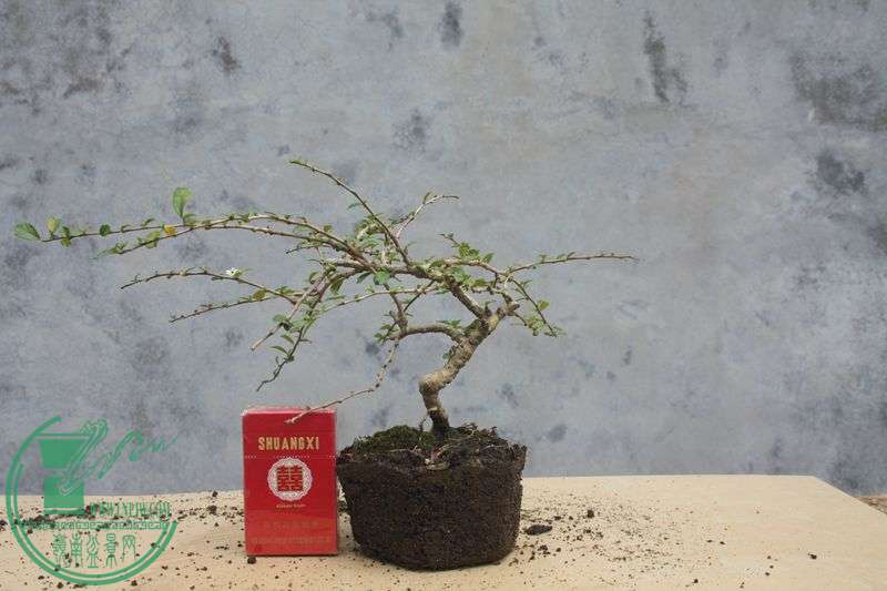 Ƭ20131026ۺ 3952.jpg