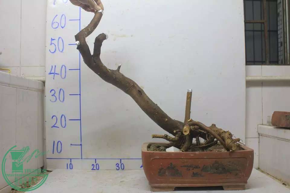 psb (10).jpg