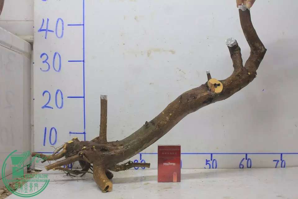 psb (9).jpg