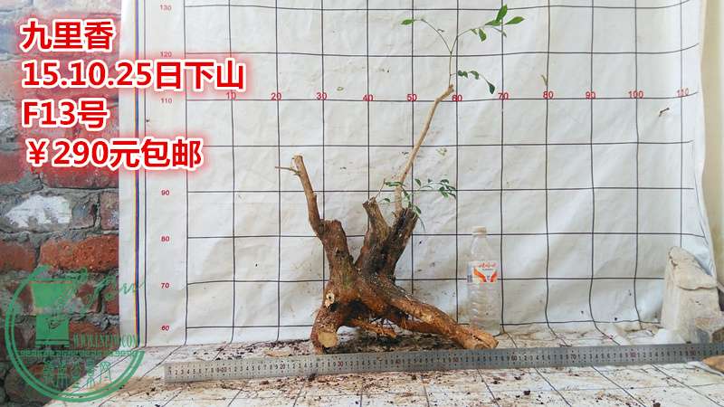 IMG_20151025_170951_.jpg